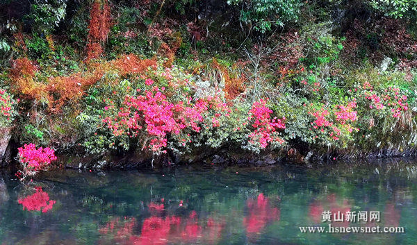 休宁溪口镇：映山红花开焕生机
