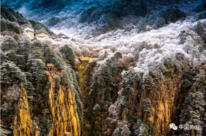 黄山——植物王国，康养胜地