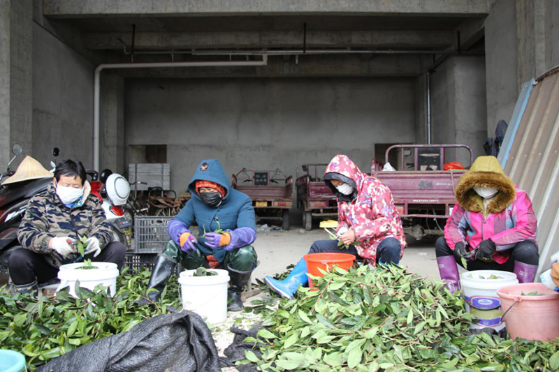 黄山区三口镇：小小茶苗助农增收