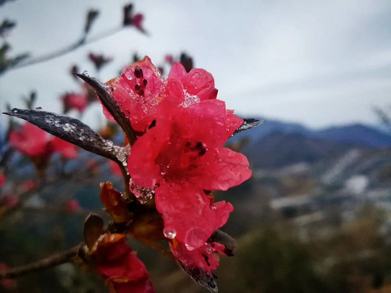歙县霞坑镇十八拐：又是一年山花烂漫时