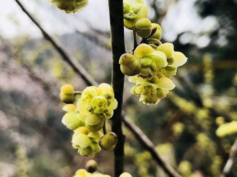 祁门县小路口镇：我在春天的小路口等你