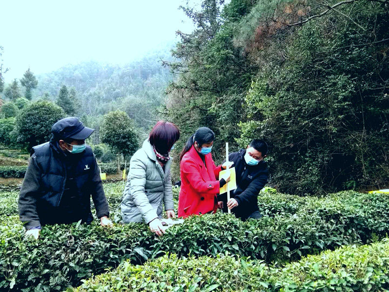 歙县杞梓里镇：农技指导到茶园