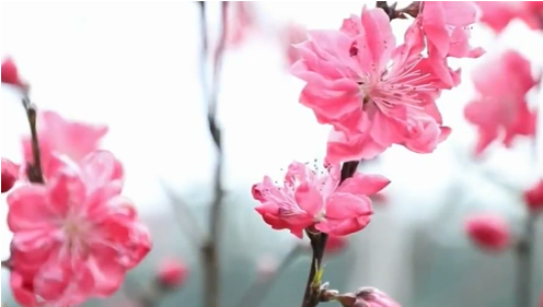 桃花花开正浓 让人流连忘返