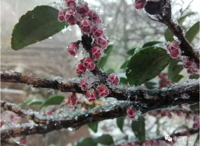 雪拥黄山，太美了！
