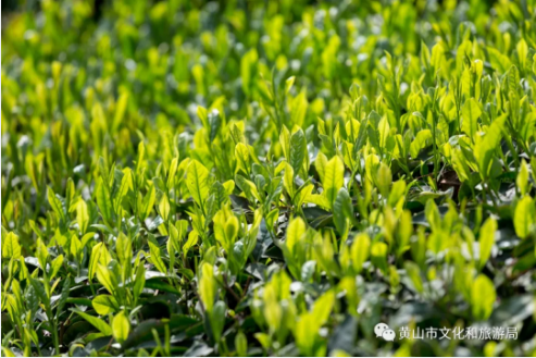 以茶之名，赴一场黄山之约！