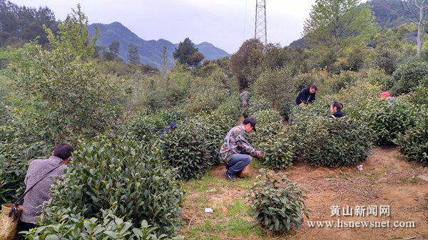 黄山区汤口镇：情系贫困户 扶贫工作队化身“采茶工”