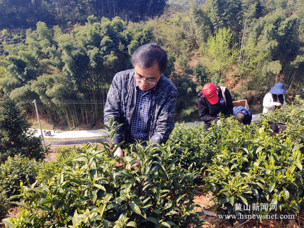 徽州区呈坎镇：“助农采茶”保增收