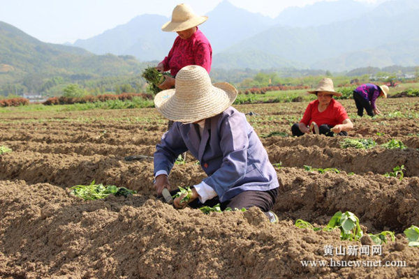 黄山区三口镇：种植小香薯 闲置土地变增收“活水”