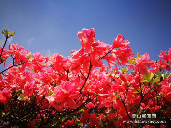 人间四月芳菲尽 五溪杜鹃始盛开