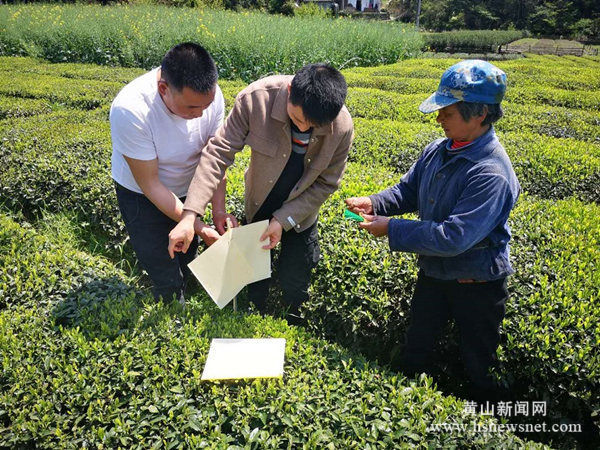 休宁县源芳乡：插“黄板” 促增收   