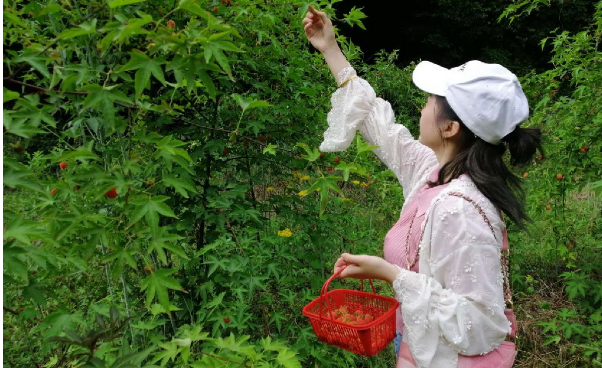 祁门：树莓飘香迎客来