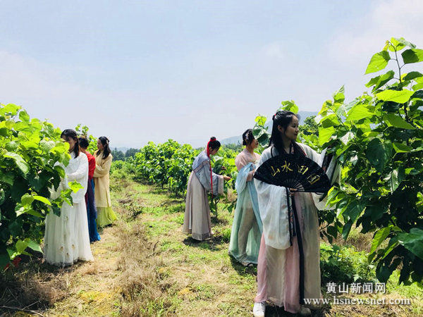 黄山区新丰乡：桑园采摘迎客来 汉服表演添光彩