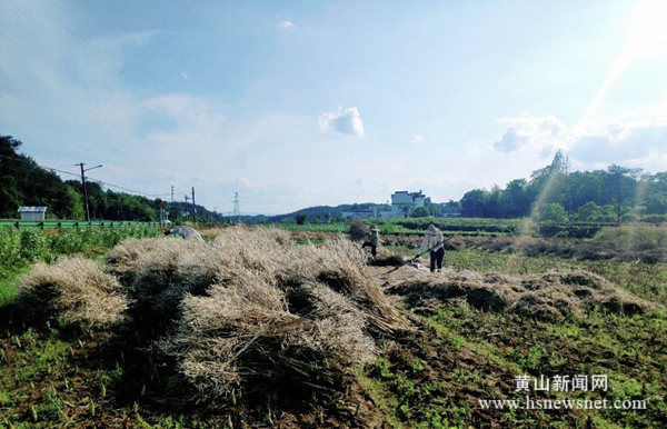 黄山市新潭镇秸秆禁烧在行动