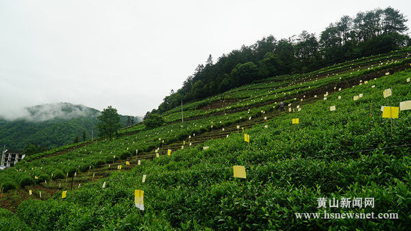 黄山区龙门乡：打造美丽乡村 振兴发展新图景