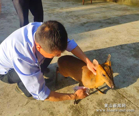 黄山区乌石镇：警民合作成功救助落水黄麂