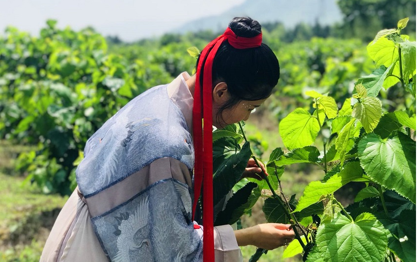 黄山：紫桑衬汉服 果甜人更美