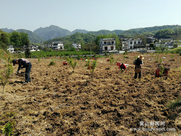 黟县西递镇：抱团发展闯新路 红色引领“黟梅”香