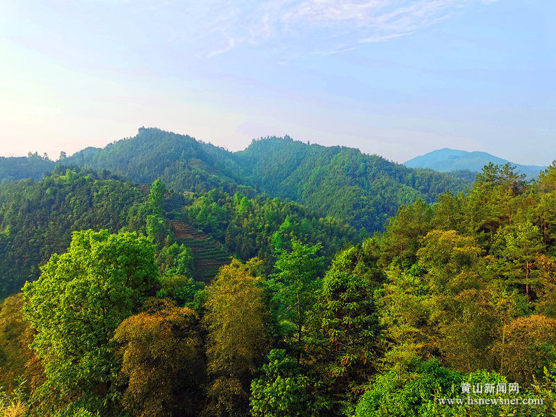 歙县坑口乡:盛春初夏草木深