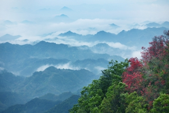高山杜鹃灿若霞
