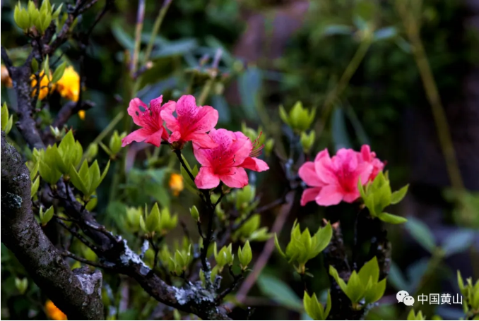 彭桂根：夏之黄山，我愿在这仙境中沉醉