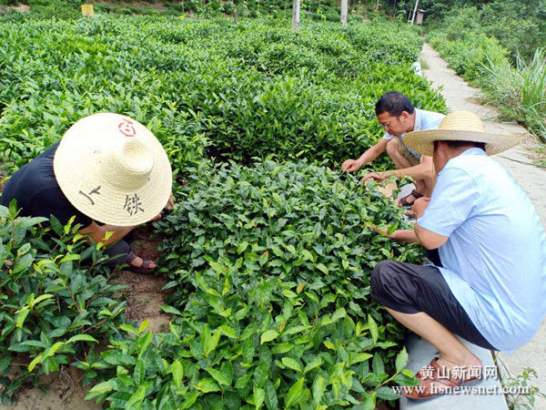 休宁流口镇：送学上门打通茶园病虫害防治最后一公里