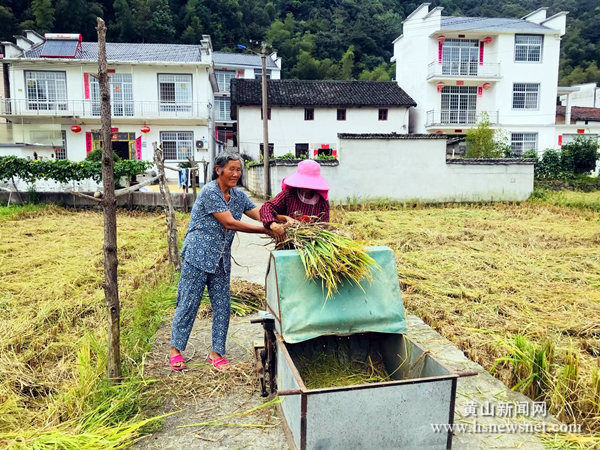 祁门县小路口镇：稻谷飘香收割忙