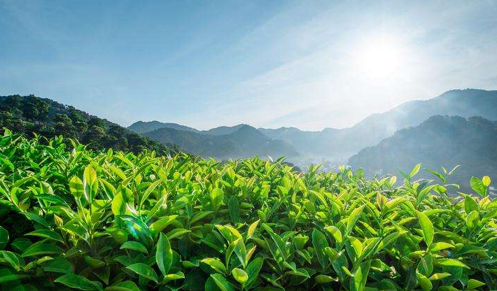 黄山祁门县积极打造长三角茶旅研学体验优选区