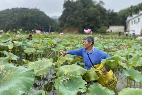 黄山黟县：荷花满塘莲蓬熟