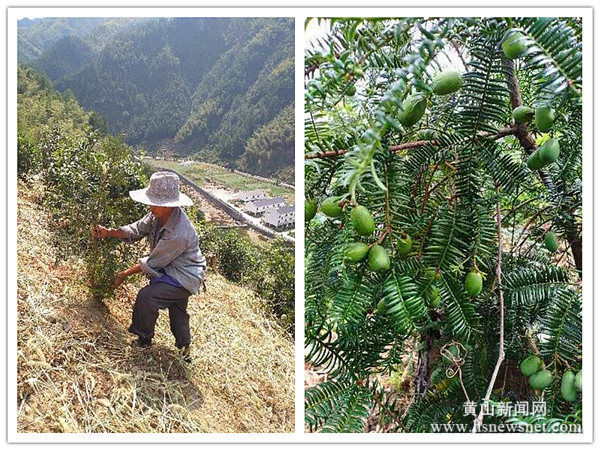 璜尖乡徐家村：绿色经济拓宽集体增收路