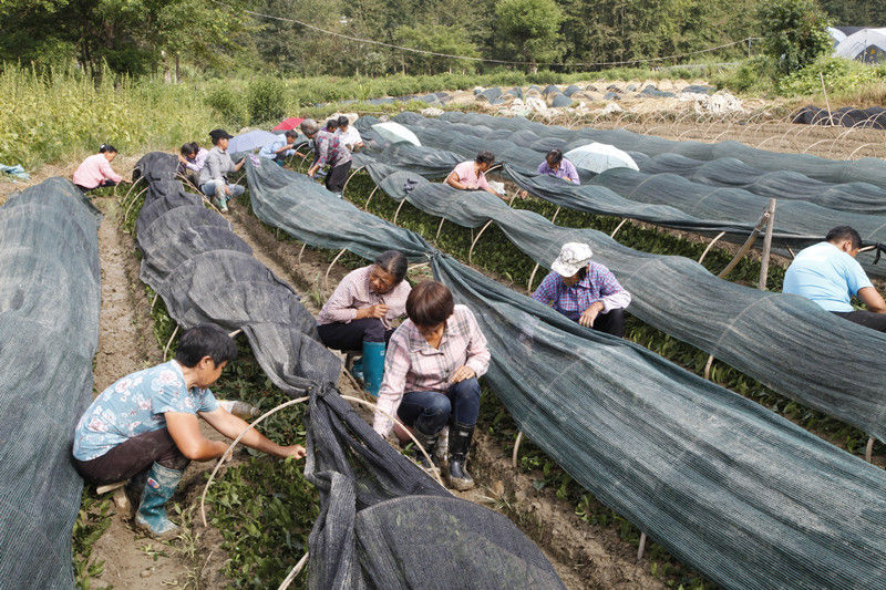 祁门县祁山镇：小茶苗孕育大产业