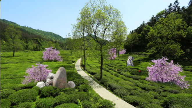 黄山休宁县：以茶旅融合为全域旅游注入茶文化