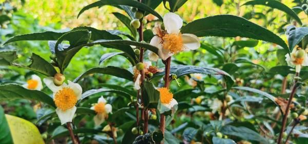 胡埠口村：茶花盛开兆丰年