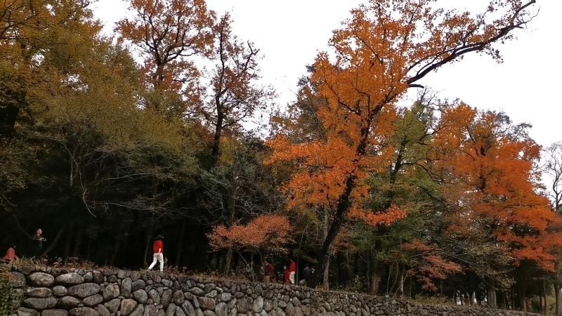 深山枫叶红 景美游客多