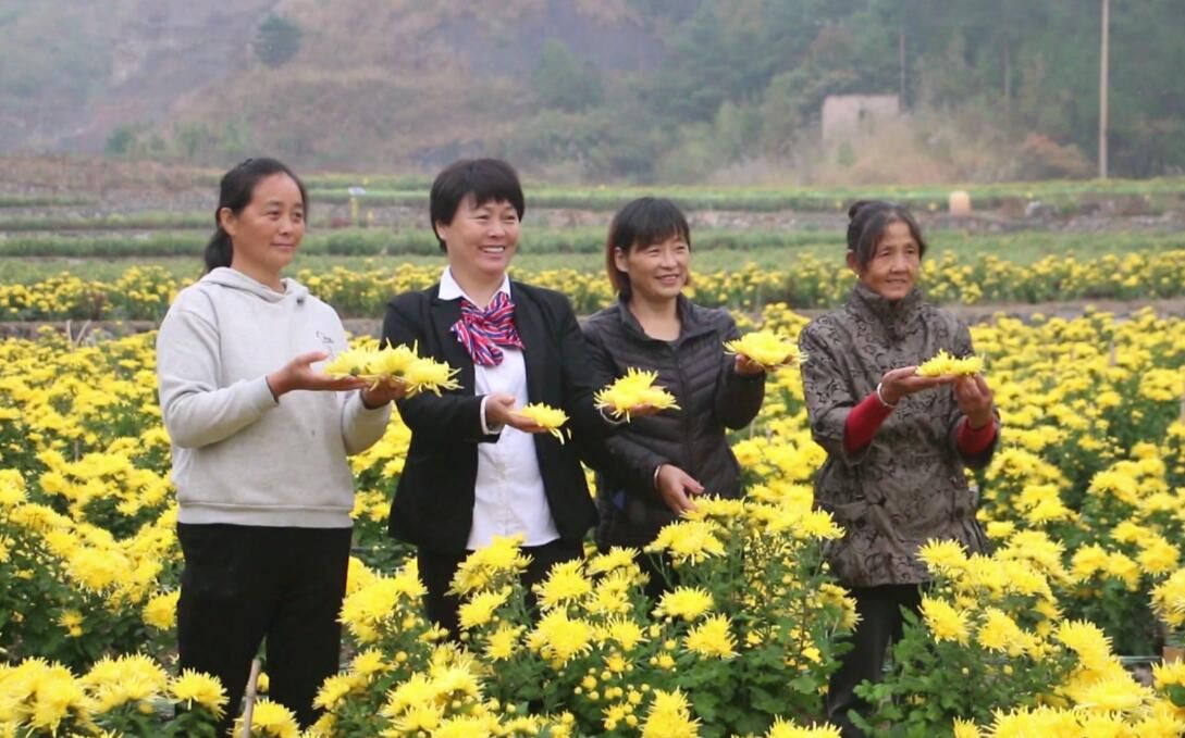 复垦地上菊花黄 废弃矿山成金山