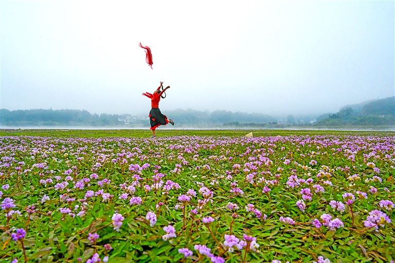 太平湖畔蓼子花开