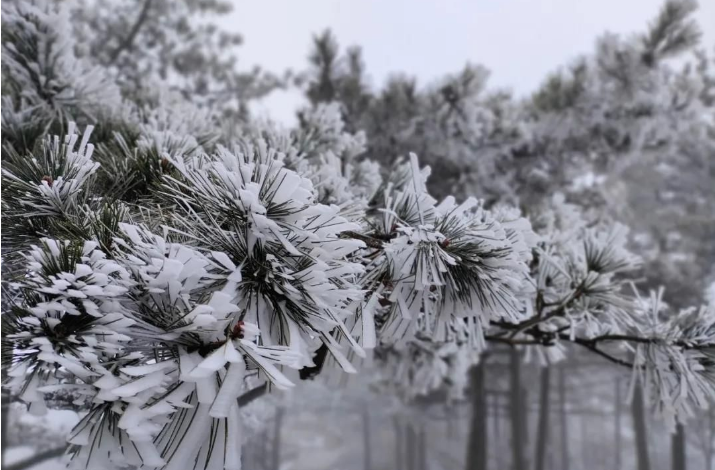黄山风景区迎来新年首场雾凇景观
