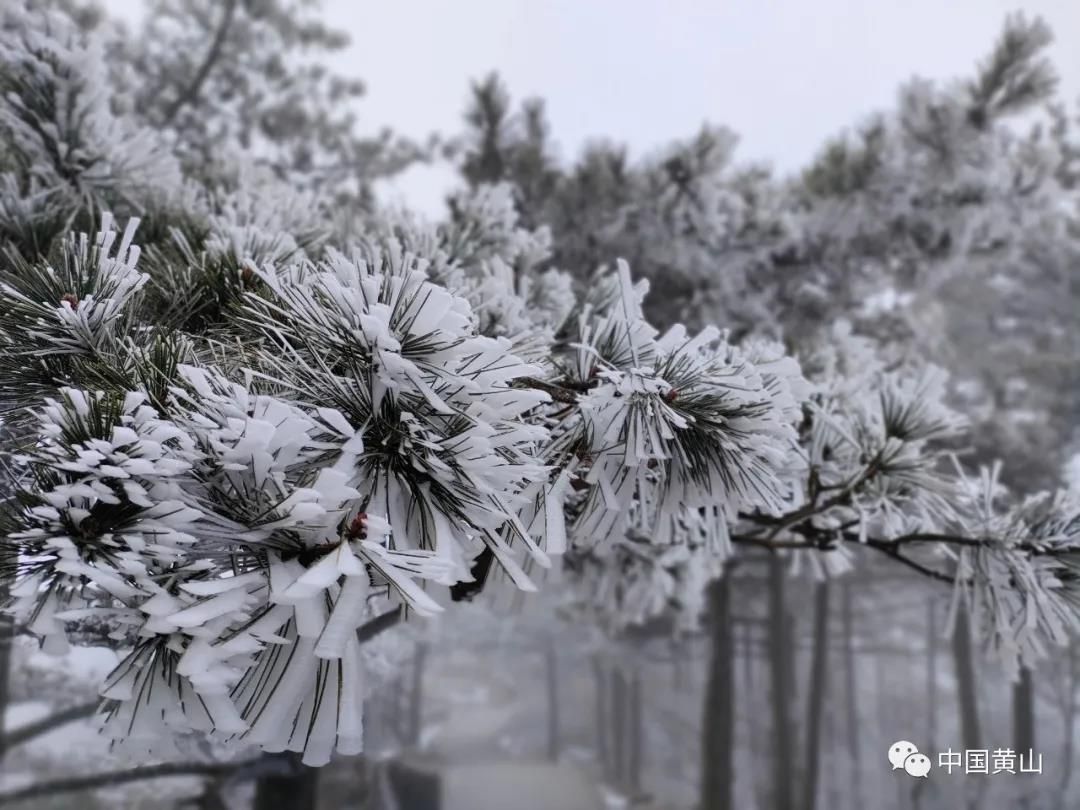 黄山风景区迎来新年首场雾凇景观