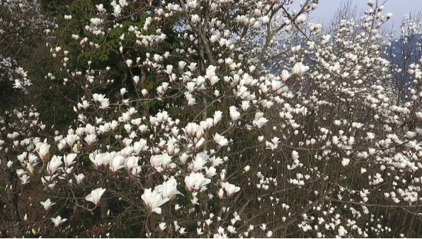 休宁县：玉兰花开 香飘齐云