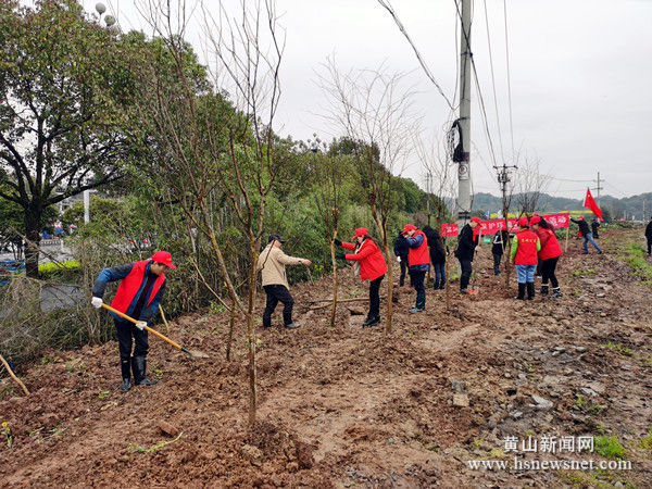 屯溪区屯光镇：江岸绿化正当时