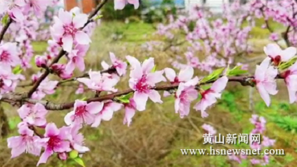 仙源镇弦歌村：初春缓缓来 桃花朵朵开