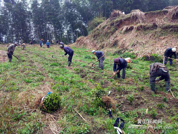 休宁山斗乡：抢抓时节补种茶苗