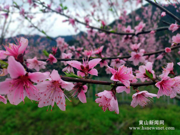 休宁县五城镇：十里桃花别样红