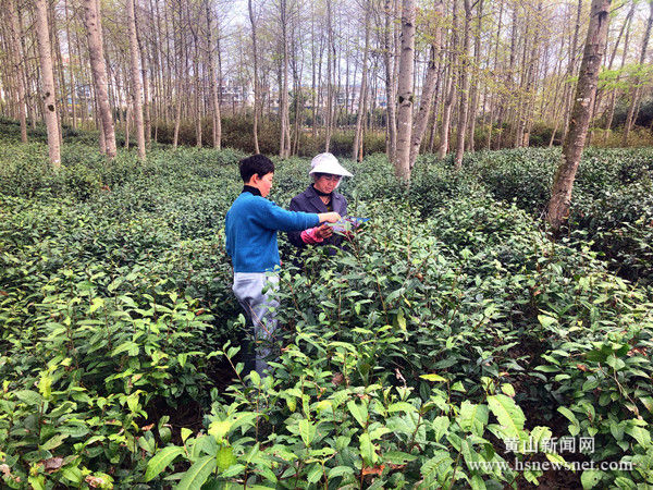 黟县碧阳镇：茶园普法行  法润乡村暖民心