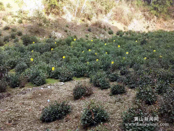 黄山区汤口镇：小黄板 大绿色