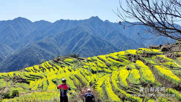 休宁：白际油菜花次第开