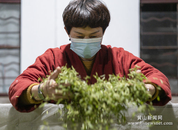 祁门：春茶赶制生产忙