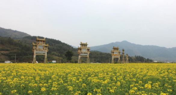 安徽黄山：油菜花开满地香 乡村美景最迷人