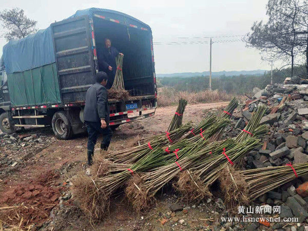 休宁商山镇：百亩绿梅春种忙