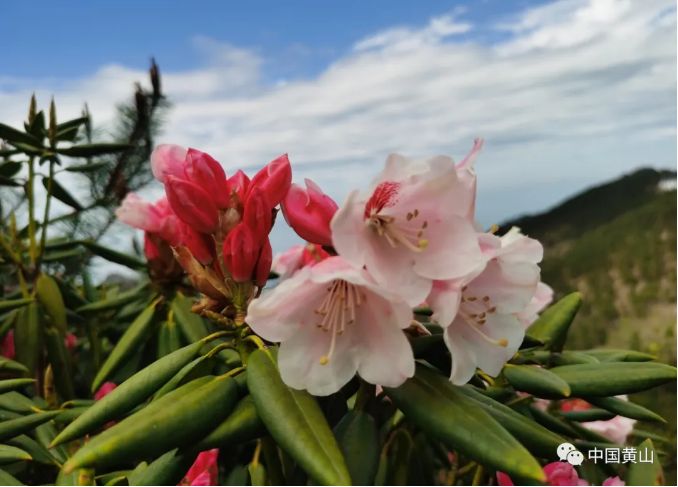 黄山杜鹃花进入最佳观赏期 