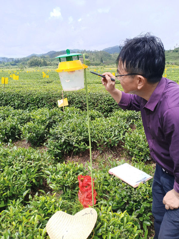 休宁县东临溪镇：积极做好病虫监测促进  茶园绿色防控